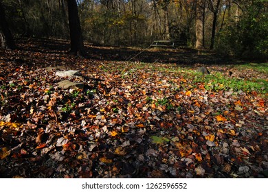 Autumn Leaves On The Mason Dixon Trail