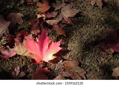 Autumn Leaves on Mossy Ground
