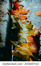 Autumn Leaves On The Sidewalk On A Rainy Day