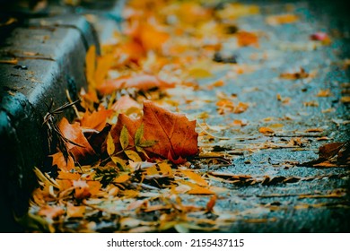 Autumn Leaves On The Sidewalk On A Rainy Day