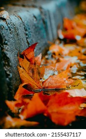 Autumn Leaves On The Sidewalk On A Rainy Day