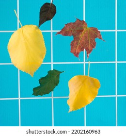 Autumn Leaves On A Square Blue Tiles. Kitchen Fall Abstract Design. September Seasonal Colors. Yellow, Green, Red October Shades