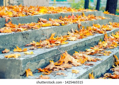 Leaves on Steps