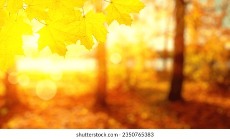 Autumn leaves on the sun and blurred trees . Fall background. - Powered by Shutterstock