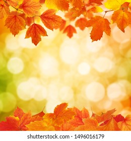 Autumn Leaves On The Sun. Fall Blurred Background.