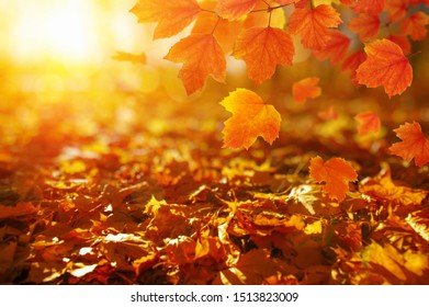 Autumn leaves on the sun. Fall blurred background. - Shutterstock ID 1513823009