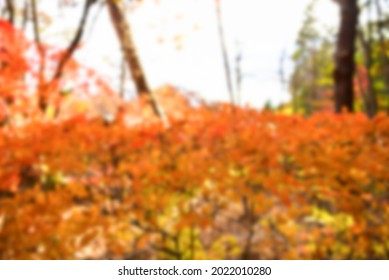 Autumn leaves on the sunshine. pattern Full blurred background.