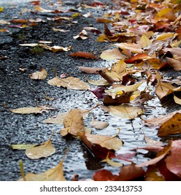 Autumn Leaves On Wet Road