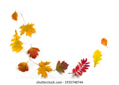 Autumn Leaves On The White Background. Copy Space For Text.