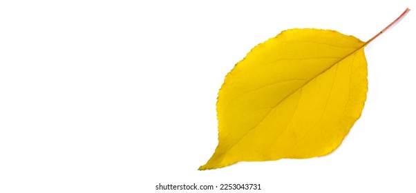 Autumn leaves on a white background. Anyone who thinks fallen leaves are dead has never seen them dance on a windy day. - Shutterstock ID 2253043731