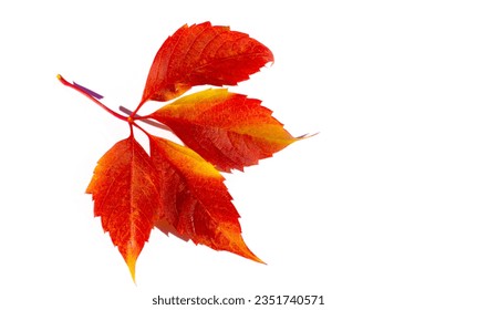 Autumn leaves on a white background. Autumn is the hardest time of the year. All the leaves fall and they fall like they fall in love with the ground - Powered by Shutterstock