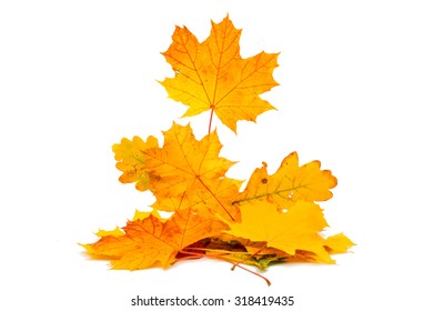 Autumn Leaves On A White Background