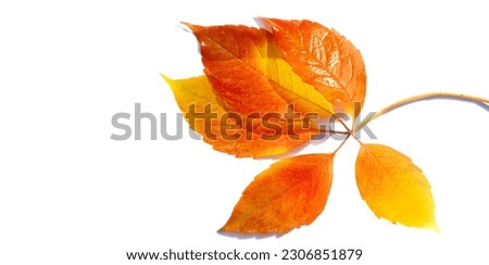 Autumn leaves on a white background. Love the trees until the leaves fall off and then invite them to try again next year. Sweater weather is better together