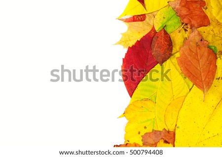 Similar – Image, Stock Photo The sheet 33 Maple tree