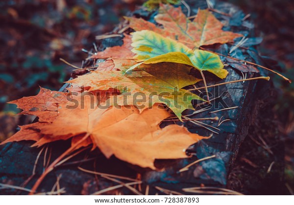 Autumn leaves on wooden background