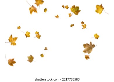 autumn leaves overlay. autumn leaves isolated on white background. Autumn falling maple leaves isolated on white background for artwork design overlay and screen mode.
