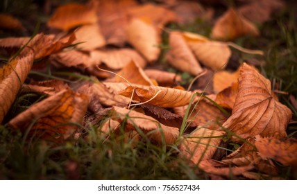 Autumn leaves in the park - Shutterstock ID 756527434