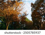 Autumn leaves in the park as the setting sun shines through                           