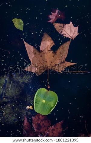 Similar – Image, Stock Photo leaf Nature Plant Autumn