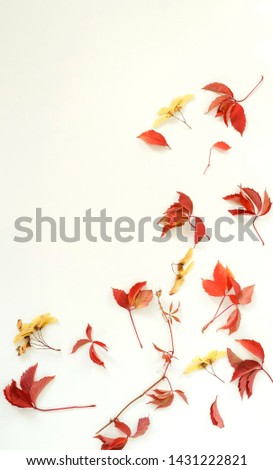 Similar – Autumn flowers and leaves decoration with bunch of flowers