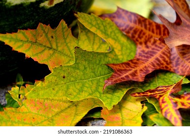 Autumn Leaves At Pine Creek