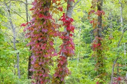 Autumn Leaves Of Poison Ivy Entangled In Tree Trunks
