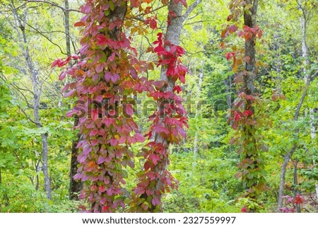 Autumn leaves of poison ivy entangled in tree trunks
