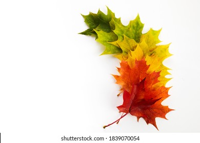 Autumn leaves rainbow color gradient  Autumn season change concept 