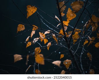 Autumn Leaves with Raindrops on Bare Branches – A Moody Fall Scene - Powered by Shutterstock