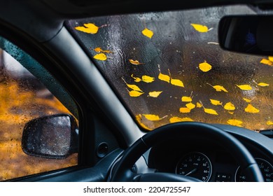 Autumn leaves and raindrops on the windshield of a car. Inside view. selective focus