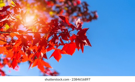 Autumn leaves of red color maple tree, fall season change blur background, view under tree looking upward against blue sky with sun flare and blurry colorful season - Powered by Shutterstock