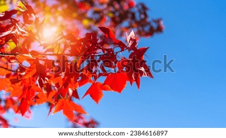 Autumn leaves of red color maple tree, fall season change blur background, view under tree looking upward against blue sky with sun flare and blurry colorful season