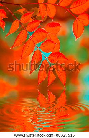 Similar – Image, Stock Photo autumn Nature Plant Autumn