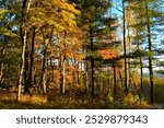 Autumn leaves at Rib Mountain State Park