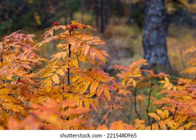 Autumn Leaves And Rowan Berries. Branches Of Mountain Ash With Autumn Foliage Close-up. Wild Rowan In The Forest. Fall Season. Natural Background. Shallow Depth Of Field And Blurry Background.