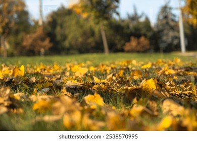 Autumn leaves scattered on green grass, creating a vibrant golden landscape. - Powered by Shutterstock