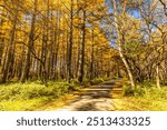 Autumn leaves at Senjogahara in Oku-Nikko (Tochigi Prefecture)