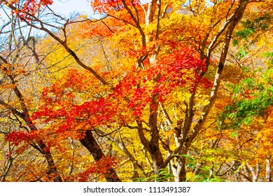 Autumn leaves of the Seseragito Highway - Shutterstock ID 1113491387