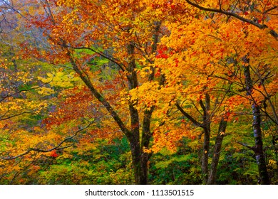Autumn leaves of the Seseragito Highway - Shutterstock ID 1113501515