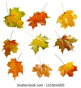 Autumn Leaves Set Isolated On White Stock Photo 1153614205 | Shutterstock