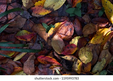 Autumn Leaves With Sunlight - Shutterstock ID 1195993783