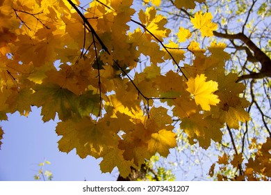Autumn leaves in sunshine. Czechia