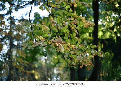 Autumn leaves swaying gently on branches in a serene forest setting during a sunny afternoon - Powered by Shutterstock