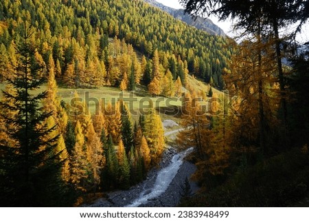 Autumn leaves in the swiss national park, parc naziunal svizzer