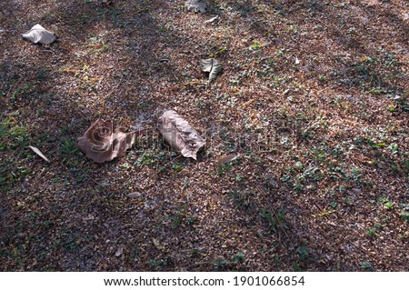 Similar – Foto Bild Ruhepol ruhig Umwelt Natur