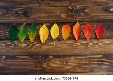 Autumn Leaves Transition From Green To Red On Wooden Background. Concept Change Of Season.