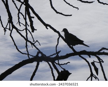 In autumn, the leaves of the tree turn into pigeons, doves, turtledoves; becomes a bird