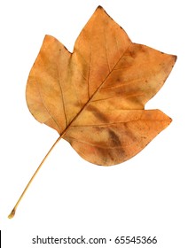 Autumn leaves of a tulip tree, under-surface