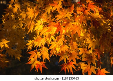 Autumn Leaves At Ueda Castle