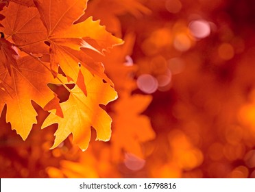 autumn leaves, very shallow focus
